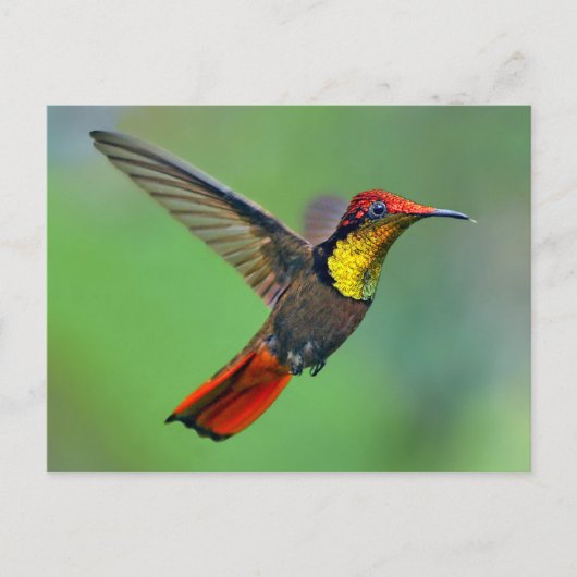 Ruby Topaz Hummingbird (Chrysolampis mug) Briefkaart (Voorkant)
