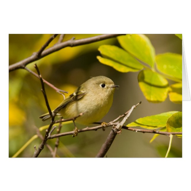 Ruby-vol Kinglet (Voorkant Horizontaal)