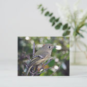 Ruby-vol Kinglet Briefkaart (Staand voorkant)