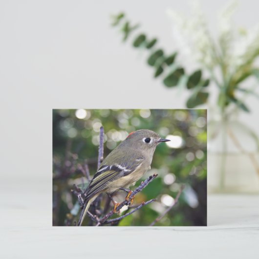 Ruby-vol Kinglet Briefkaart (Staand voorkant)