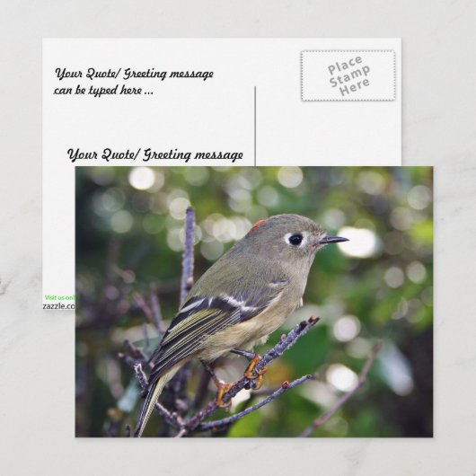 Ruby-vol Kinglet Briefkaart (Voorkant / Achterkant)