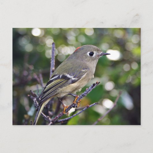 Ruby-vol Kinglet Briefkaart (Voorkant)