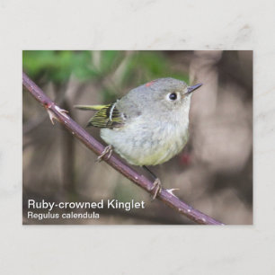 Ruby-vol Kinglet Briefkaart