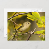Ruby-vol Kinglet Briefkaart (Voorkant / Achterkant)