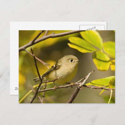 Ruby-vol Kinglet Briefkaart (Voorkant / Achterkant)