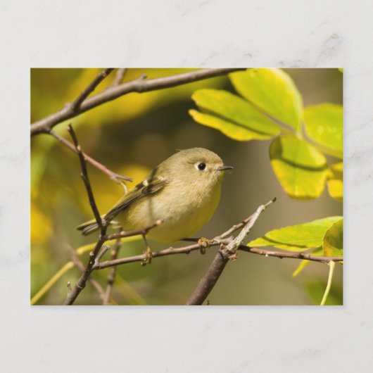 Ruby-vol Kinglet Briefkaart (Voorkant)