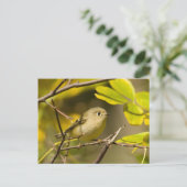 Ruby-vol Kinglet Briefkaart (Staand voorkant)