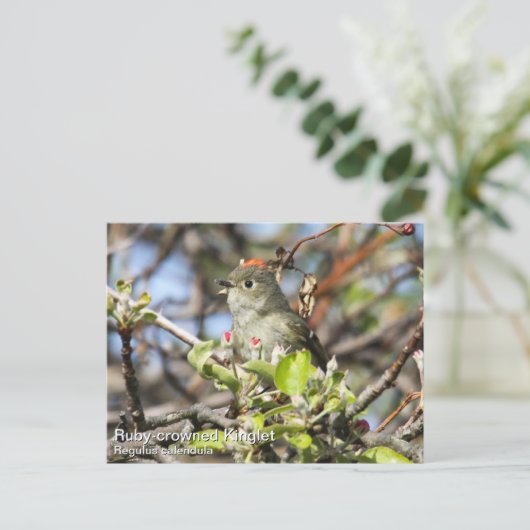 Ruby-vol Kinglet Briefkaart (Staand voorkant)