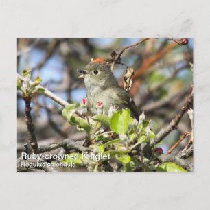 Ruby-vol Kinglet Briefkaart