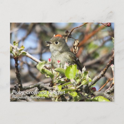 Ruby-vol Kinglet Briefkaart (Voorkant)