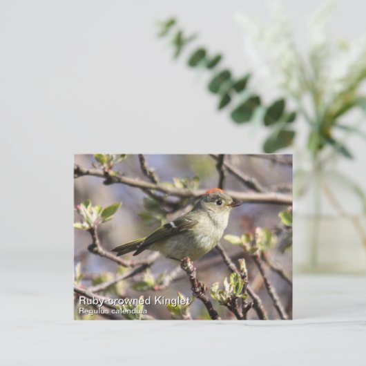 Ruby-vol Kinglet Briefkaart (Staand voorkant)