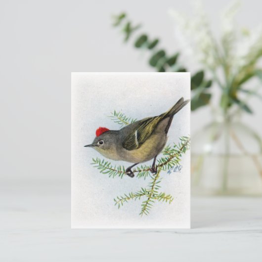 Ruby-vol Kinglet Briefkaart (Staand voorkant)