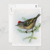 Ruby-vol Kinglet Briefkaart (Voorkant / Achterkant)