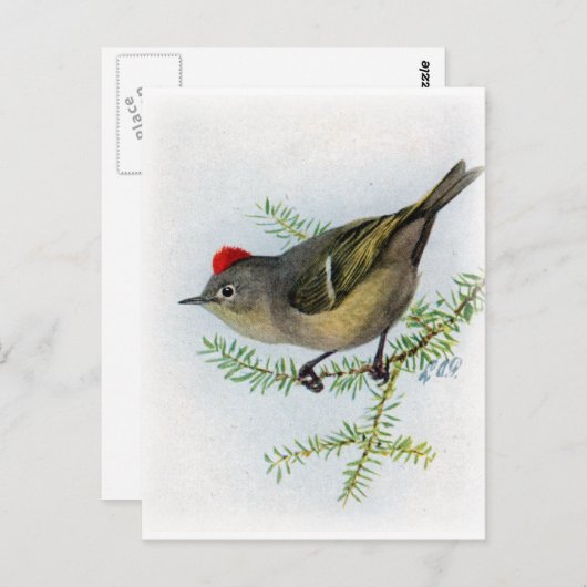 Ruby-vol Kinglet Briefkaart (Voorkant / Achterkant)