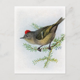 Ruby-vol Kinglet Briefkaart