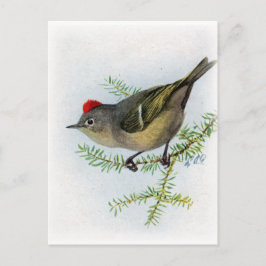 Ruby-vol Kinglet Briefkaart