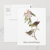 Ruby-vol Kinglet, John Audubon Briefkaart (Voorkant / Achterkant)