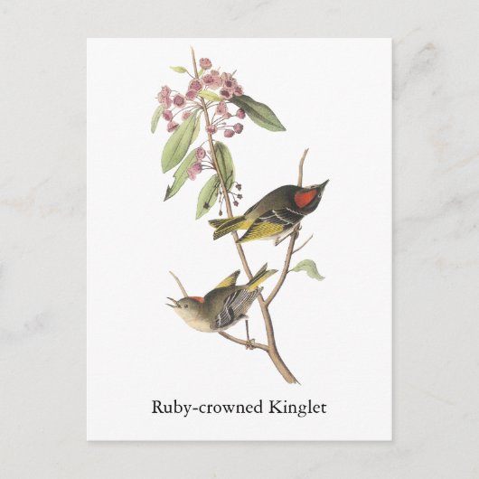 Ruby-vol Kinglet, John Audubon Briefkaart (Voorkant)