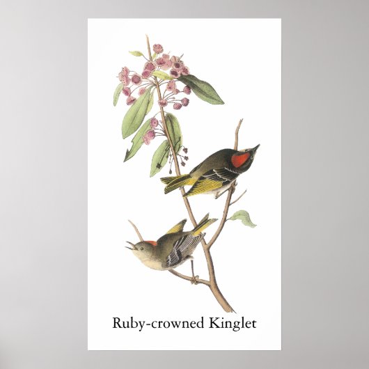 Ruby-vol Kinglet, John Audubon Poster (Voorkant)