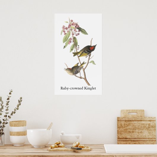 Ruby-vol Kinglet, John Audubon Poster (Keuken)