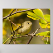 Ruby-vol Kinglet Poster (Voorkant)