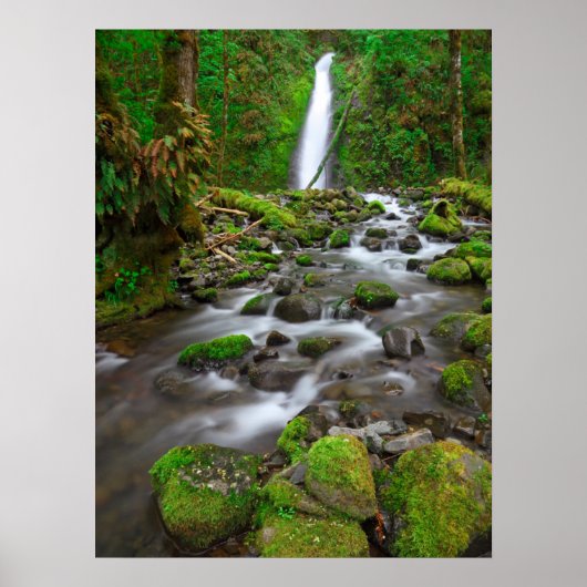 Ruckel Creek Herfsten, Columbia River Gorge Oregon Poster (Voorkant)
