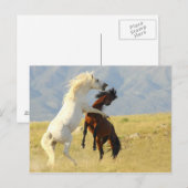 Ruckus Briefkaart (Voorkant / Achterkant)