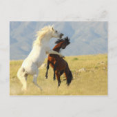 Ruckus Briefkaart (Voorkant)