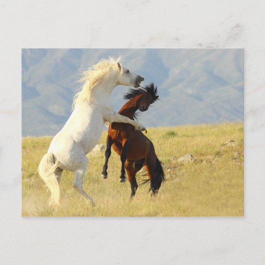 Ruckus Briefkaart (Voorkant)