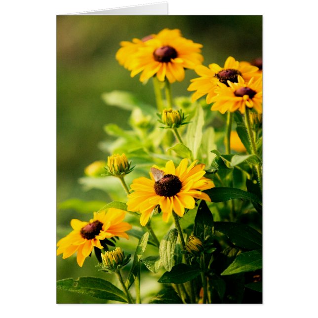 Rudbeckia (Voorkant)