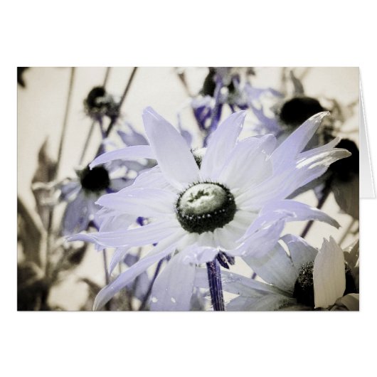 Rudbeckia (Voorkant Horizontaal)