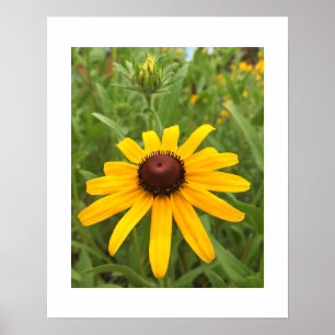 Rudbeckia Bloem en Knop Close-Up Foto Poster