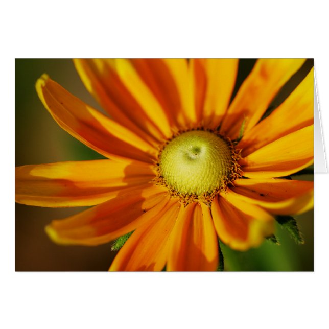 Rudbeckia Bloom (Voorkant Horizontaal)