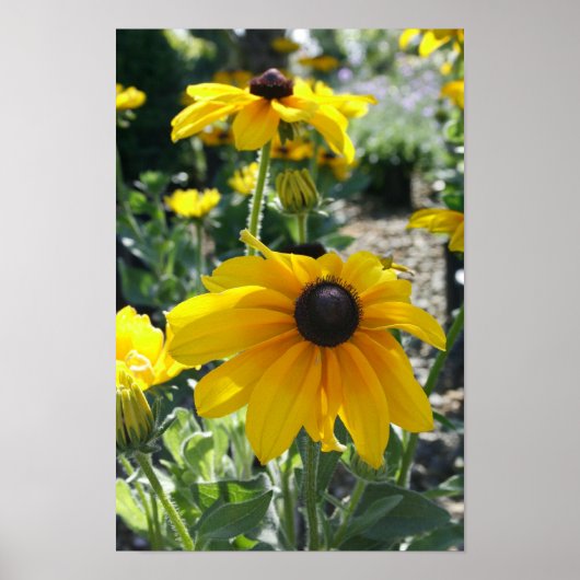 "Rudbeckia Bloom" Poster (Voorkant)