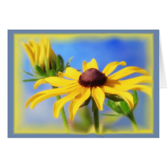 Rudbeckia Blues - Vignette (Voorkant Horizontaal)