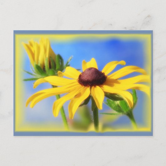 Rudbeckia Blues - Vignette Briefkaart (Voorkant)