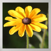 Rudbeckia Daisy Poster (Voorkant)