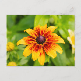 Rudbeckia Flower Briefkaart