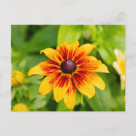 Rudbeckia Flower Briefkaart