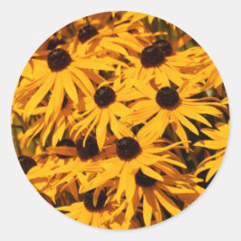 Rudbeckia Fulgida / Oogheelkundige Susans Ronde Sticker