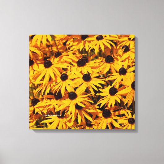 Rudbeckia Fulgida/Oranje Coneflower Canvas Afdruk (Voorkant)