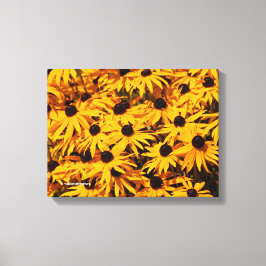 Rudbeckia Fulgida / Oranje Coneflower Canvas Afdruk