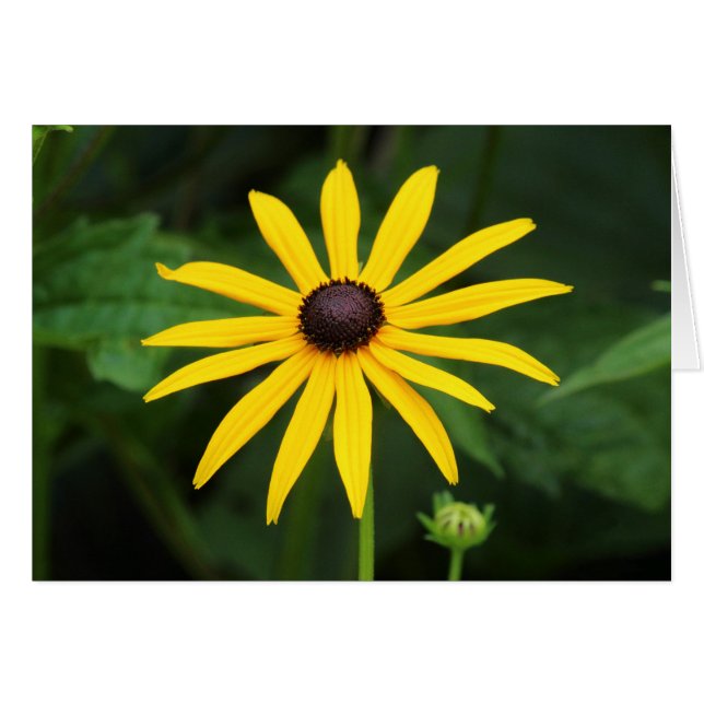 Rudbeckia hirta (Voorkant Horizontaal)
