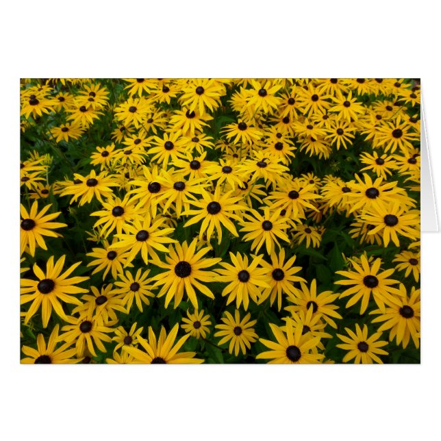 Rudbeckia Hirta (Black-eyed Susans) (Voorkant Horizontaal)