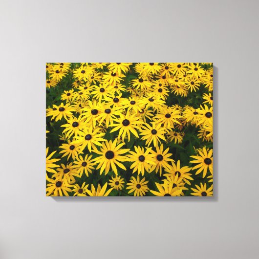 Rudbeckia Hirta (Black-eyed Susans) Canvas Afdruk (Voorkant)