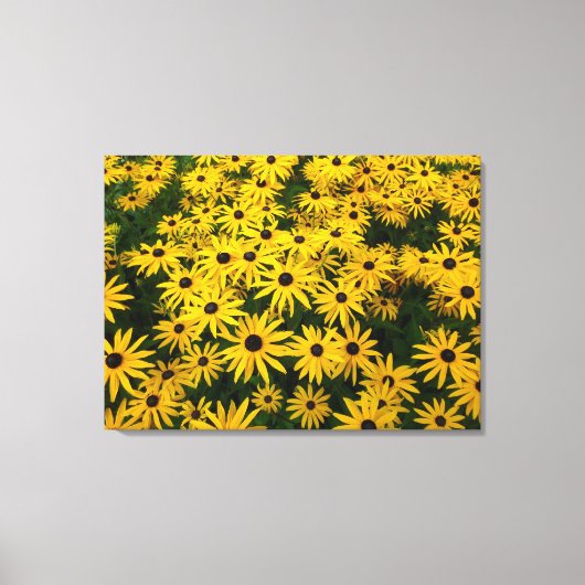 Rudbeckia Hirta (Black-eyed Susans) Canvas Afdruk (Voorkant)