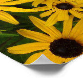 Rudbeckia Hirta (Black-eyed Susans) Poster (Hoek)