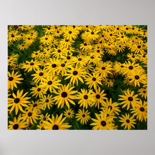 Rudbeckia Hirta (Black-eyed Susans) Poster (Voorkant)