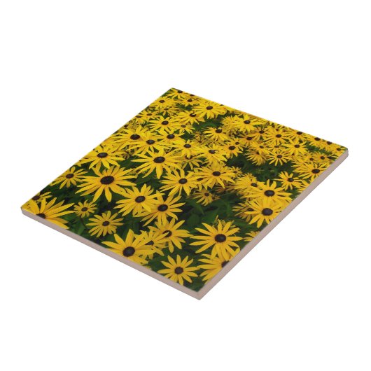 Rudbeckia Hirta (Black-eyed Susans) Tegeltje (Zijkant)