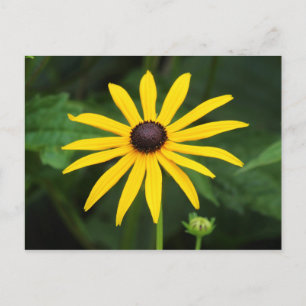 Rudbeckia hirta briefkaart